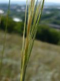 Stipa capillata