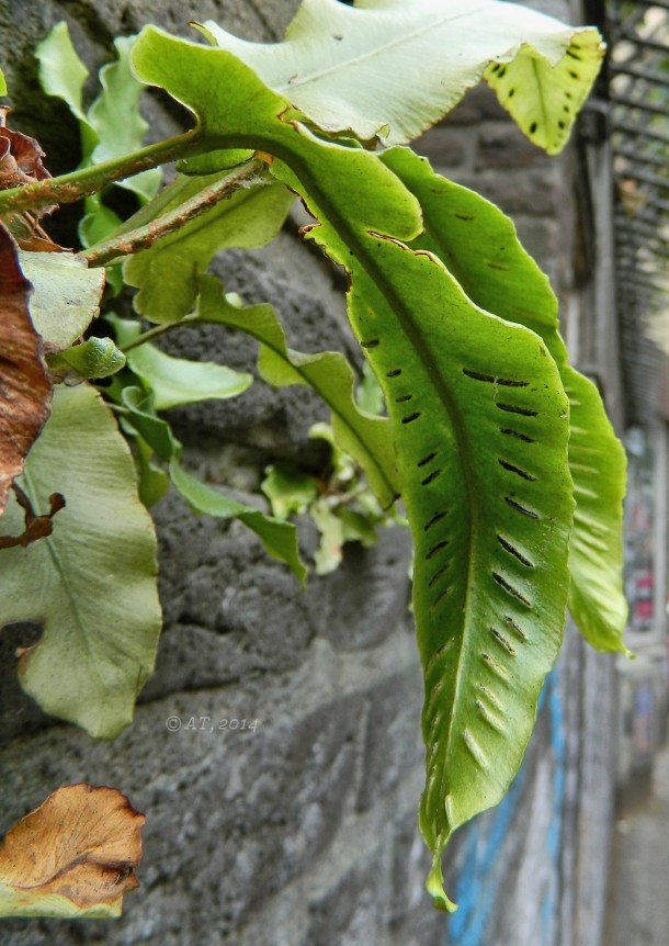 Image of Phyllitis scolopendrium specimen.