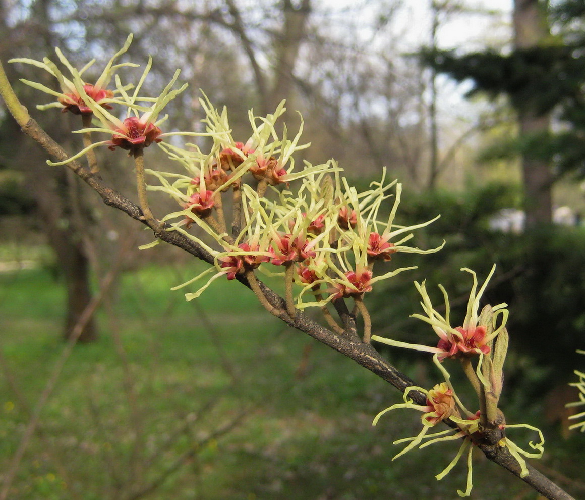 Image of Hamamelis vernalis specimen.