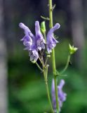 Aconitum septentrionale. Часть соцветия. Республика Коми, Печоро-Илычский заповедник, долина реки Ыджыд-Ляга. 17.08.2014.