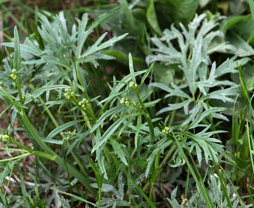 Изображение особи Ranunculus acris.