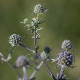 Eryngium planum