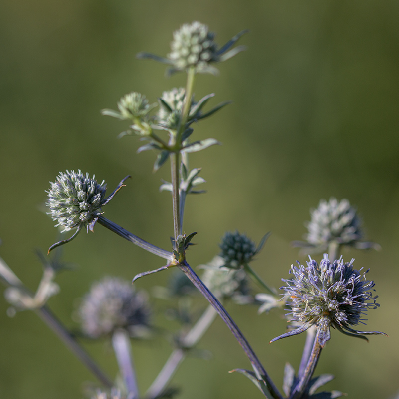 Изображение особи Eryngium planum.