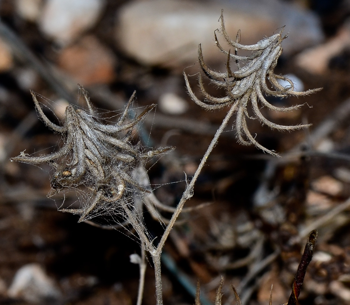 Image of Trigonella lilacina specimen.