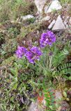 Oxytropis adamsiana