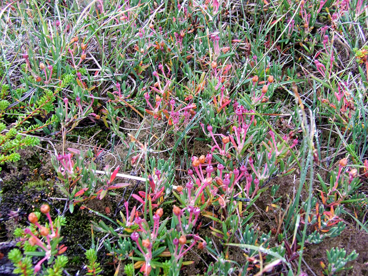 Image of Andromeda polifolia specimen.