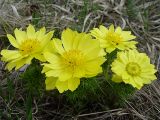 Adonis vernalis
