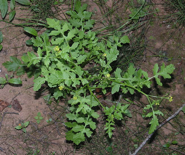 Image of Rorippa palustris specimen.