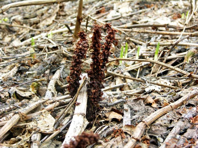 Image of Boschniakia rossica specimen.