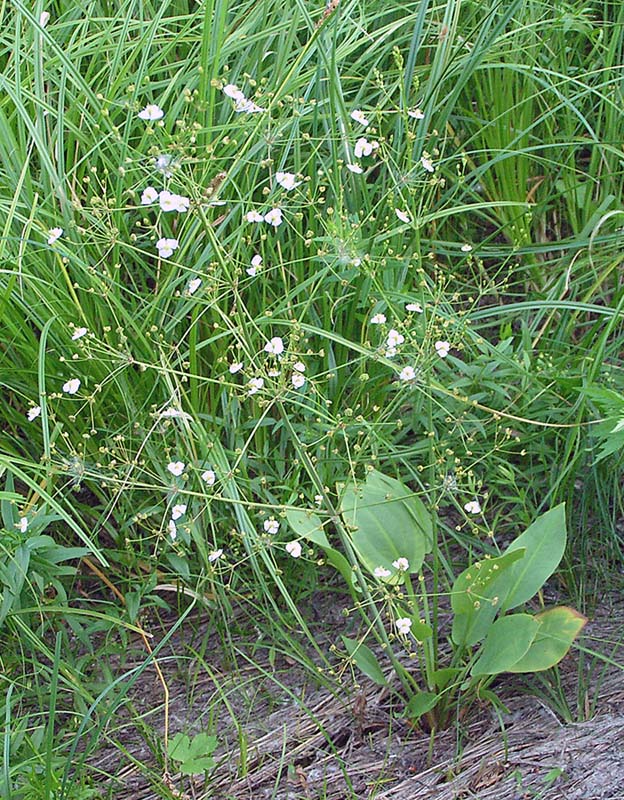 Image of Alisma plantago-aquatica specimen.