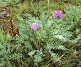 Oxytropis argentata. Цветущее растение. Юг Красноярского края, окр. г. Минусинск. 16.08.2009.