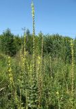 Verbascum phlomoides. Цветущие и плодоносящие растения на пустыре. Алтайский край, г. Барнаул. 18.08.2009.