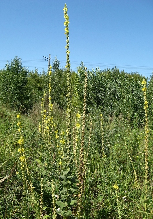 Изображение особи Verbascum phlomoides.