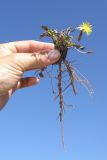 Taraxacum bessarabicum. Выкопанное растение. Крым, Севастополь, балка Бермана, на берегу родника. 08.10.2009.