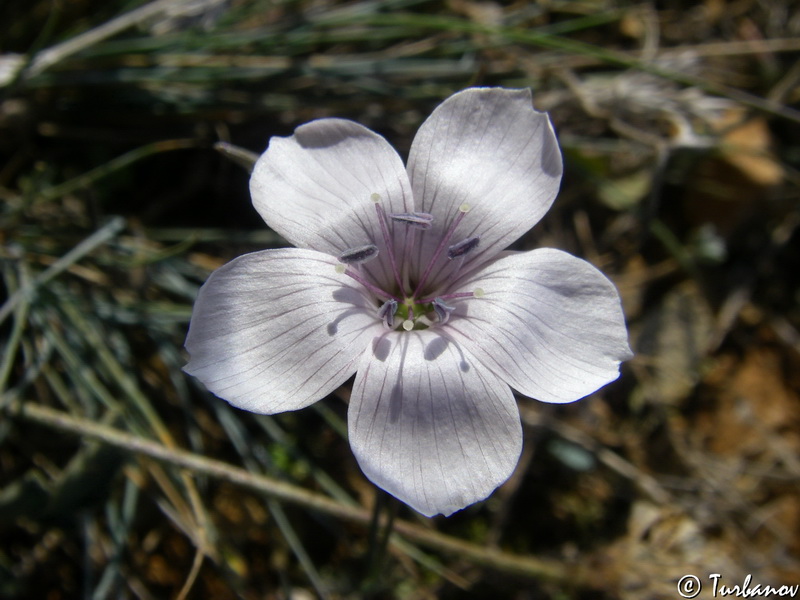 Изображение особи Linum tenuifolium.