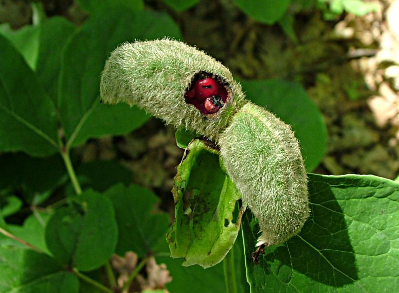 Image of Paeonia caucasica specimen.