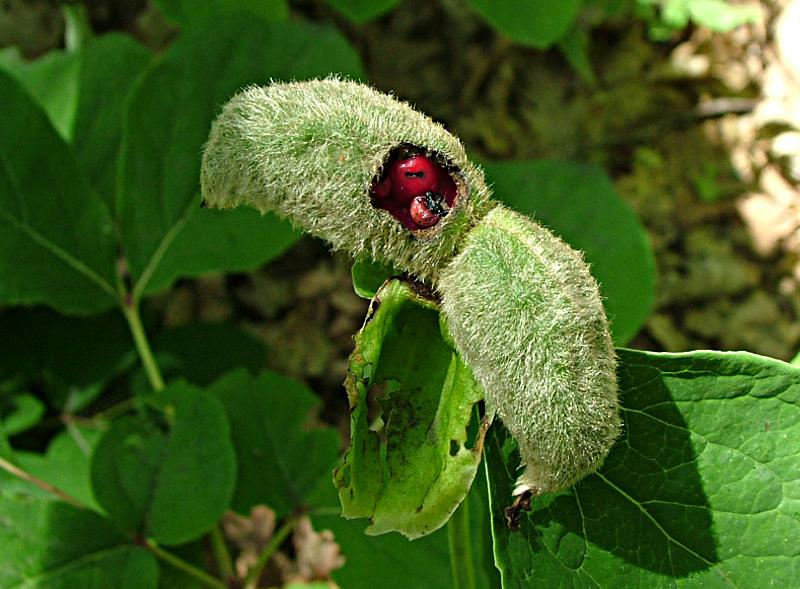 Изображение особи Paeonia caucasica.