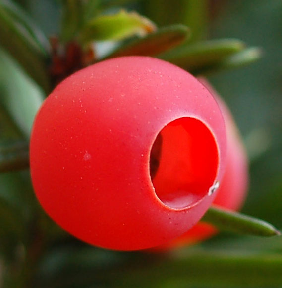 Изображение особи Taxus cuspidata.