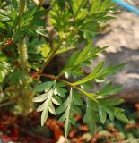 Cosmos sulphureus