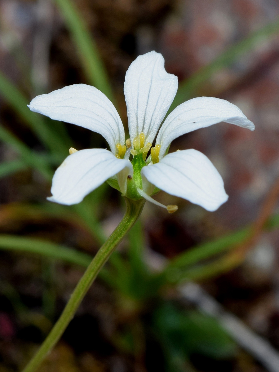 Image of Parnassia laxmannii specimen.