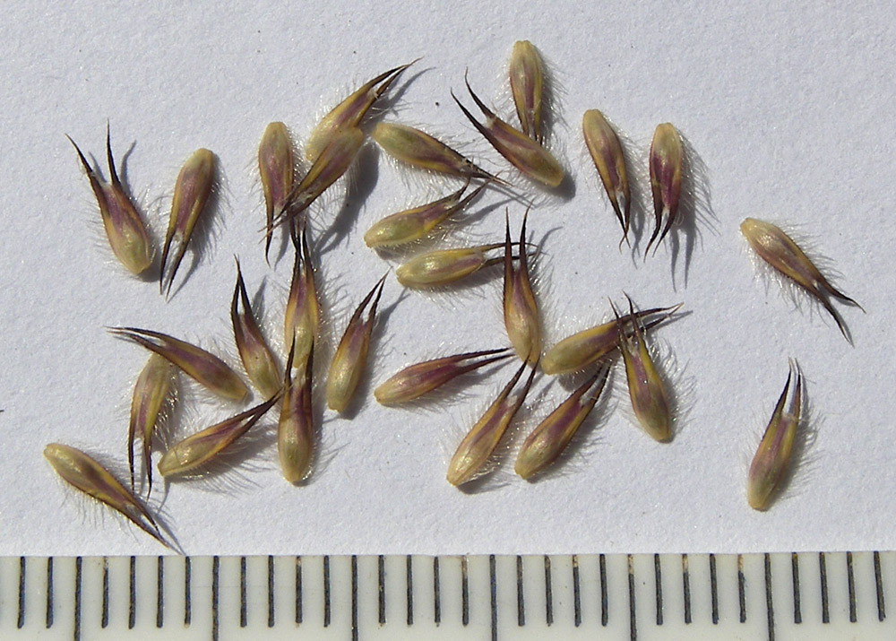Изображение особи Phleum alpinum.