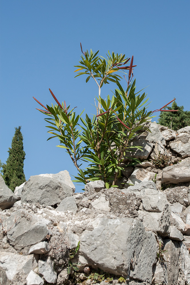 Image of Nerium oleander specimen.