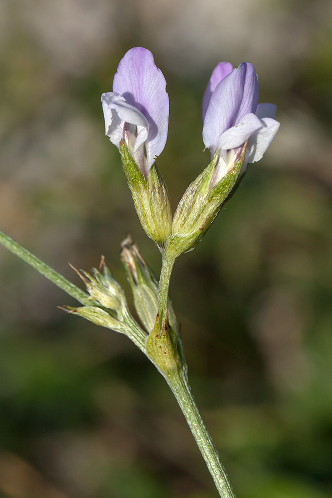 Изображение особи Psoralea bituminosa.