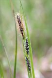 Carex nigra