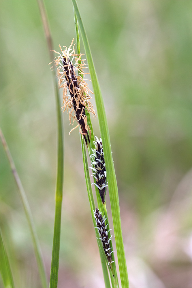 Изображение особи Carex nigra.