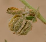 Image of taxon representative. Author is Татьяна Мальчинская
