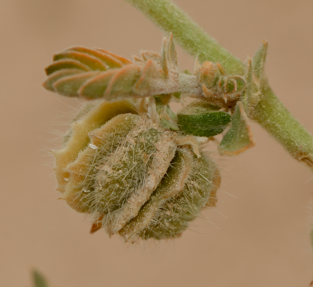 Image of Tribulus macropterus specimen.