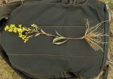 Solidago virgaurea. Извлечённое из субстрата цветущее растение. Новгородская обл., Боровичский р-н, западнее г. Боровичи, на вырубке. 20.06.2015.