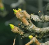 Parthenocissus quinquefolia