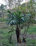 Licuala peltata. Плодоносящее растение. Андаманские острова, остров Северный Андаман, окр. г. Диглипур, опушка влажного тропического леса.