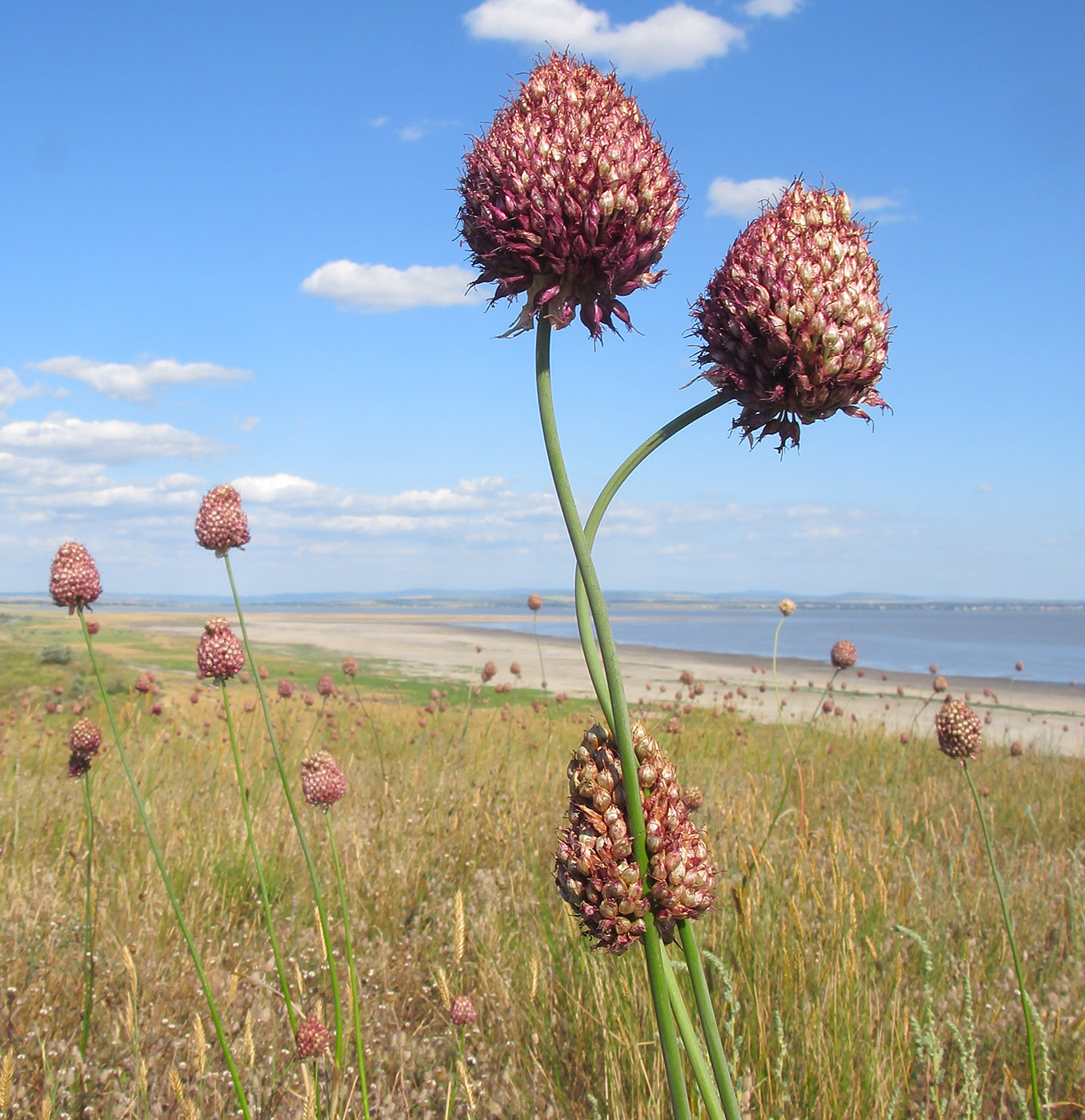 Изображение особи Allium sphaerocephalon.