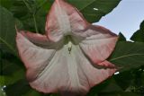 Brugmansia suaveolens. Цветок. Крым, Никитский ботанический сад. 25.09.2012.