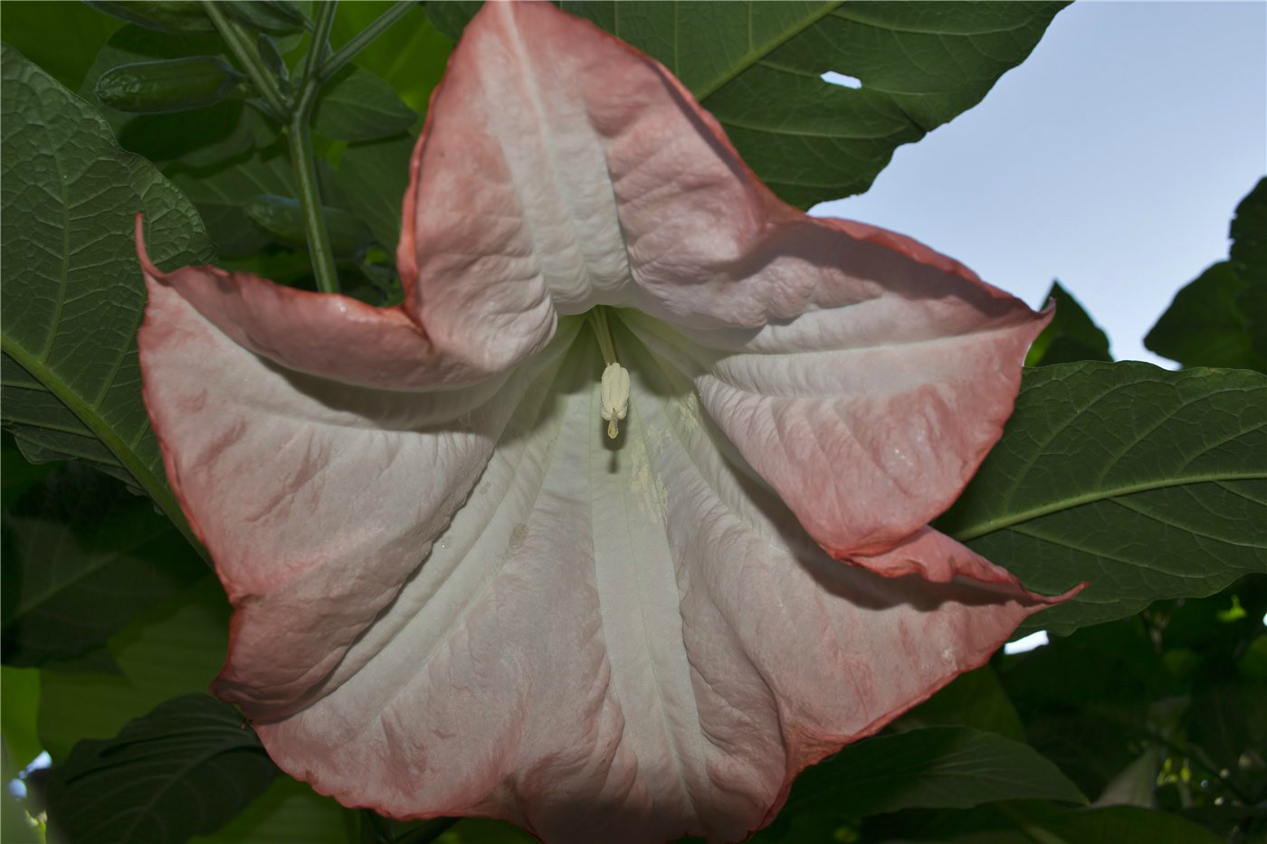 Изображение особи Brugmansia suaveolens.