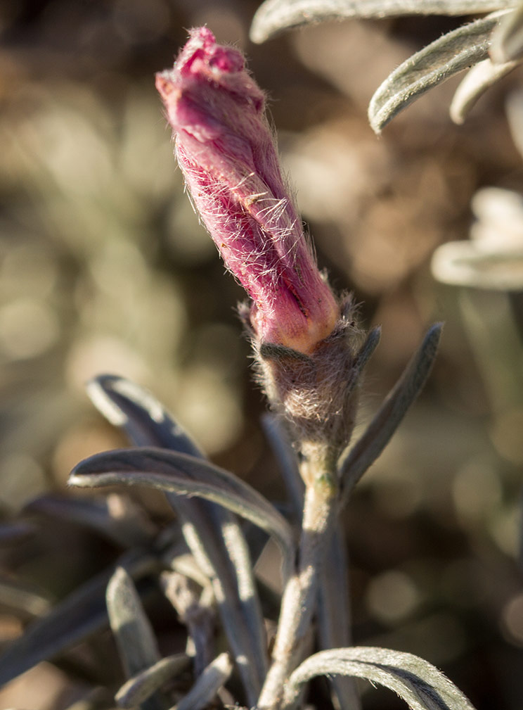 Image of Convolvulus oleifolius specimen.