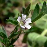 Geranium sibiricum