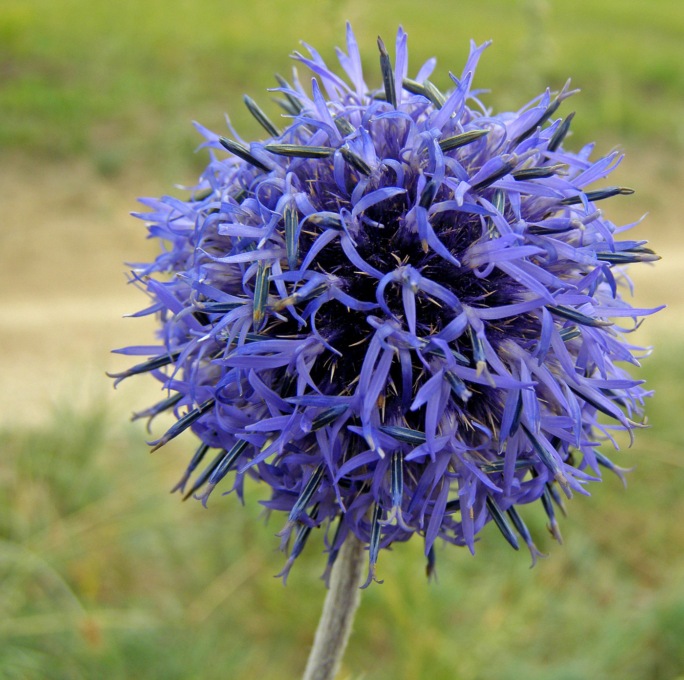 Изображение особи Echinops davuricus.