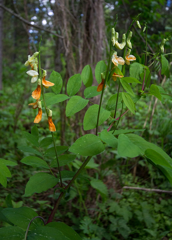 Image of Lathyrus gmelinii specimen.