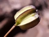 Fritillaria walujewii. Плод. Кыргызстан, Нарынская обл., левый берег р. Нарын, природный парк Салкын-Тор. 12.07.2015.