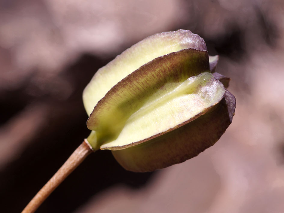 Изображение особи Fritillaria walujewii.