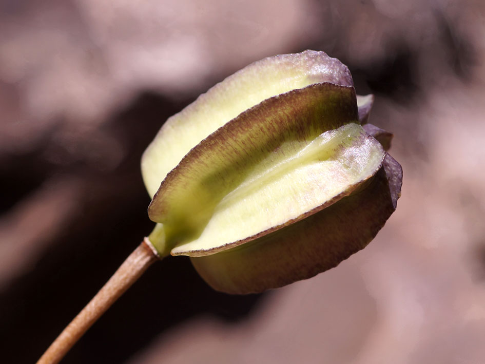 Image of Fritillaria walujewii specimen.