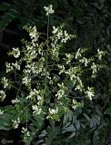 Styphnolobium japonicum