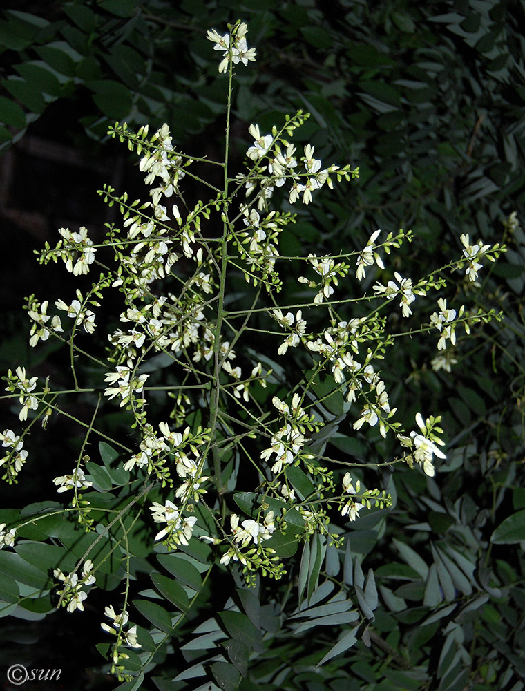 Image of Styphnolobium japonicum specimen.