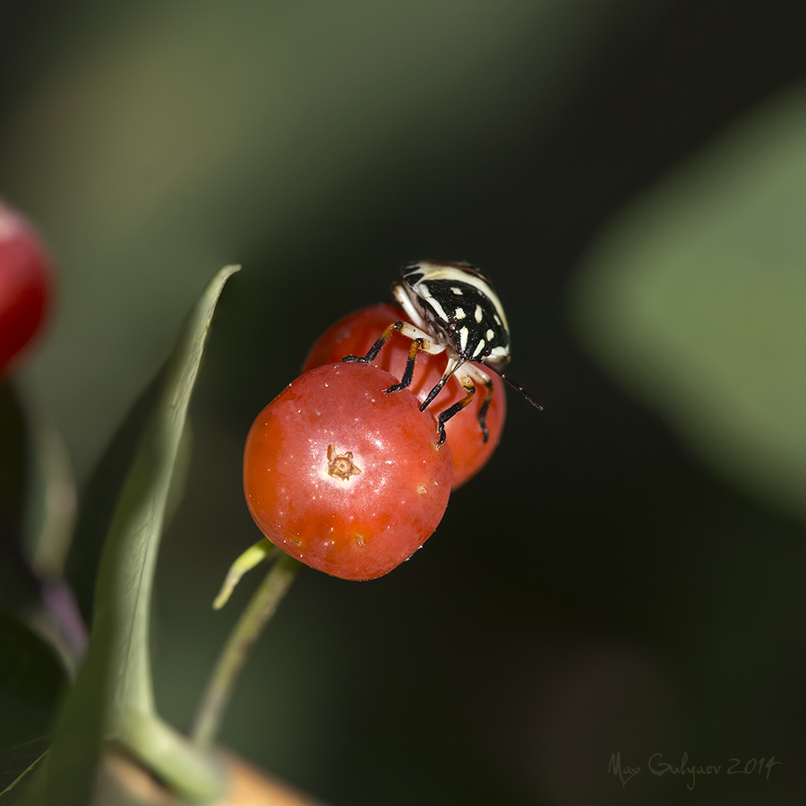 Изображение особи Lonicera tatarica.