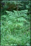 Pteridium подвид sibiricum