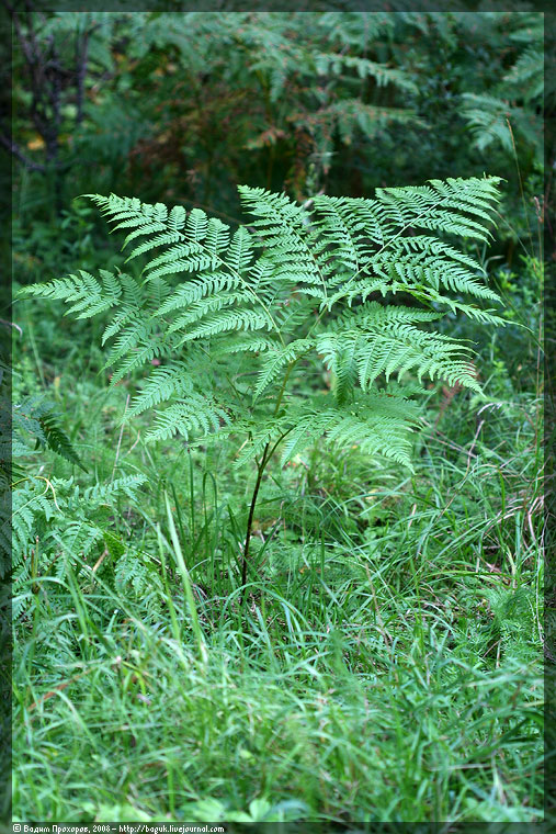 Image of Pteridium pinetorum ssp. sibiricum specimen.