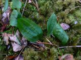 Calypso bulbosa. Прикорневые листья. Свердловская обл., окр. г. Североуральск, таёжный лес. 18.05.2007.